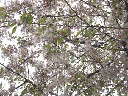 定点観測お隣の桜〜！3/25/...