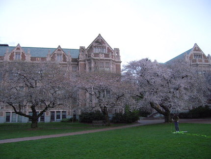ワシントン大学の桜　3/27/...