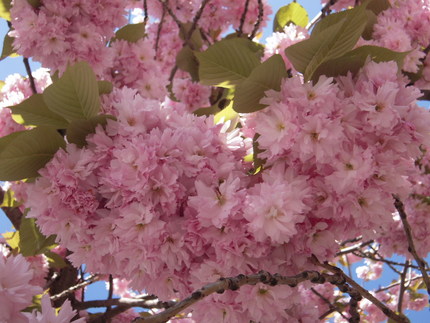 八重桜満開〜！