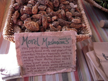 Morel Mushroom