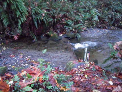 Carkeek Park の鮭