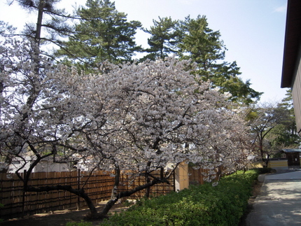 日本滞在記-15　善通寺の涅槃...