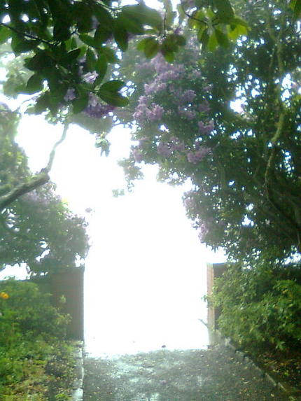 秘密の花園？！「Parsons...
