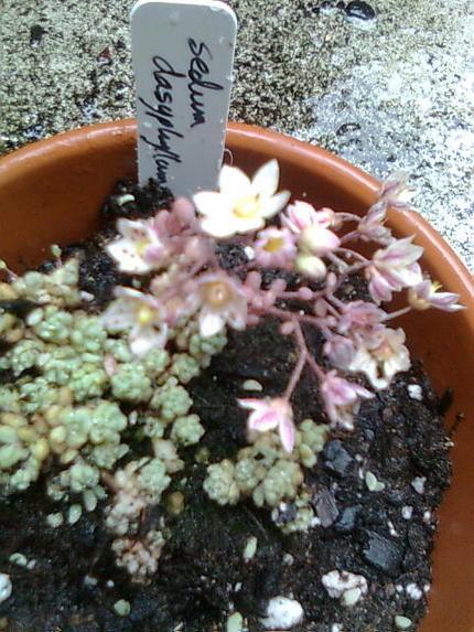 Sedum dasyphyll...