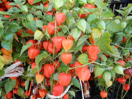 Chinese Lantern...