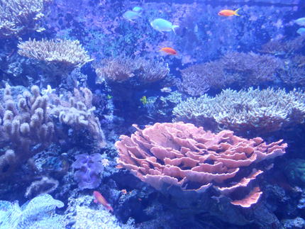 シアトル水族館