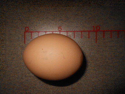 本当にジャンボサイズの卵～！