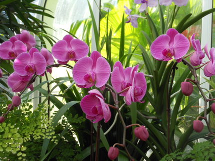 植物園は花盛り～♪