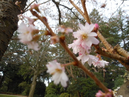もう桜～？