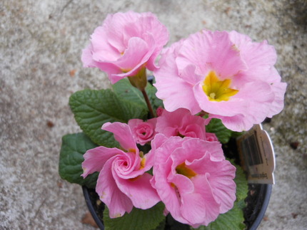 ベランダのお花が増えた～♪