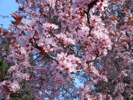 梅も桜も花盛り～♪