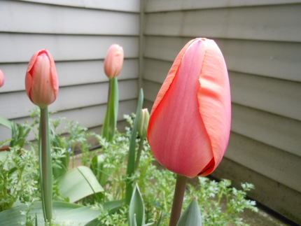 咲いた咲いたチューリップの花が...