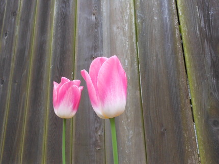 ご近所の花達　4/29/201...