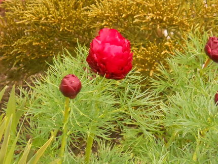 ホソバシャクヤクの花～♪
