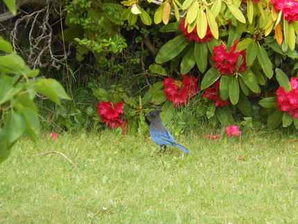 青い鳥発見！
