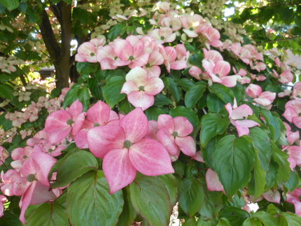 ご近所の花達　6/8/2012