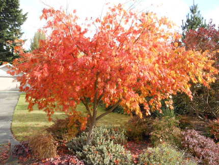 ご近所の紅葉　10/24/20...