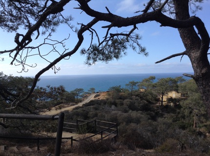 Torry Pines State Reserve 10/...