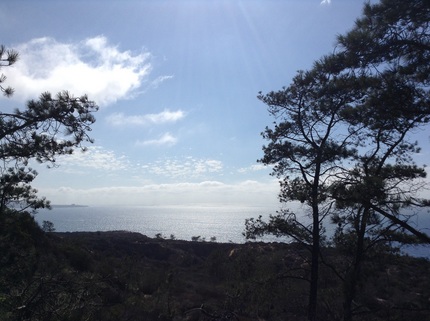 Torry Pines State Reserve 10/...