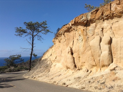 Torry Pines State Reserve 10/...