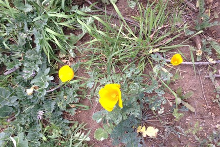 ハイキングで出逢ったお花たち。...