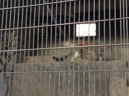 東山動植物園③美猫科No.1 ...
