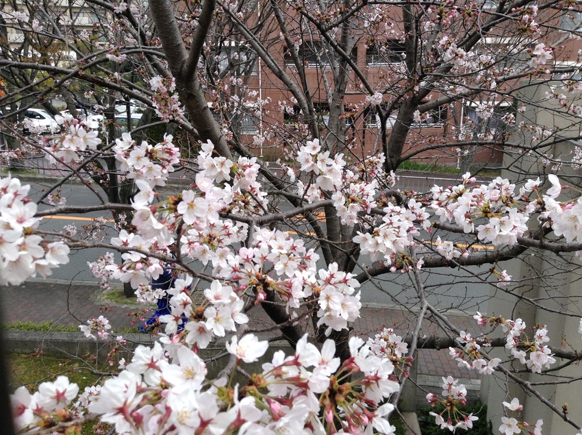 満開の桜〜！ 3/31/201...