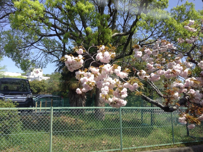 八重桜 4/15/2016