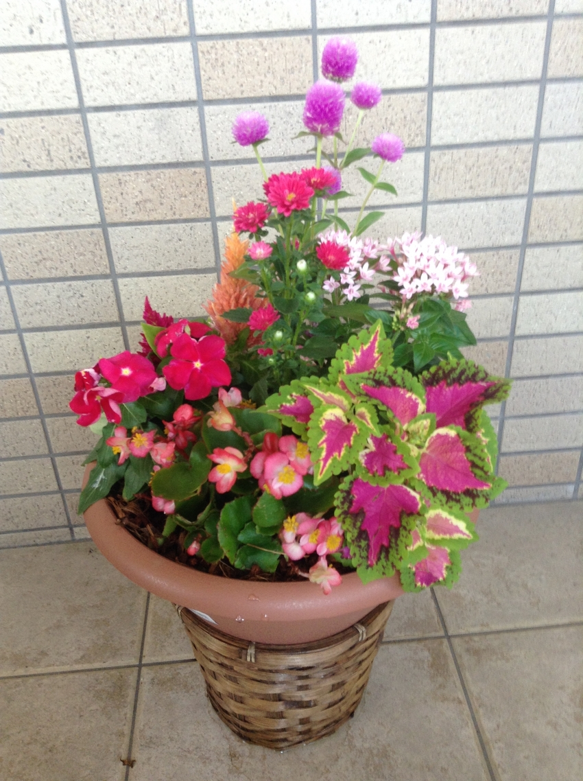 ベランダに植栽出来ないので(外...