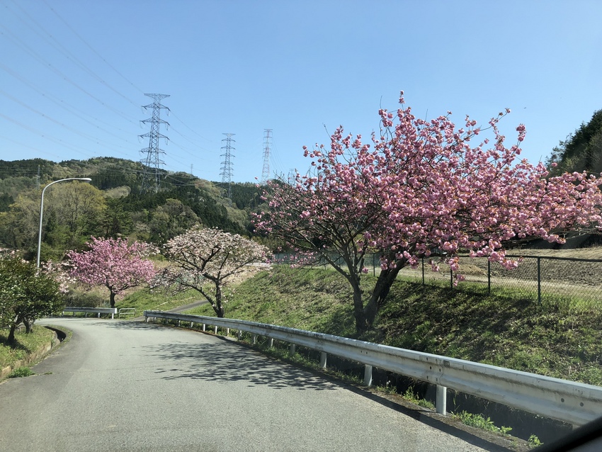 乗馬クラブのエントランスの八重...