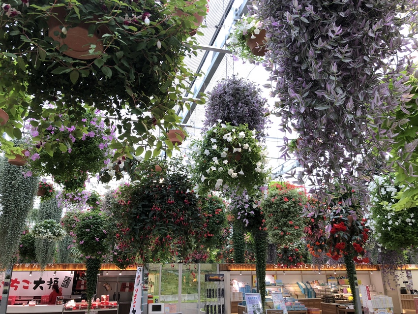 立派な鉢植えがずらりと並んで見...