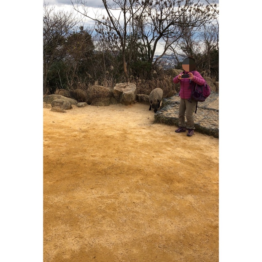 出た〜!イノシシ!カメラを持っ...