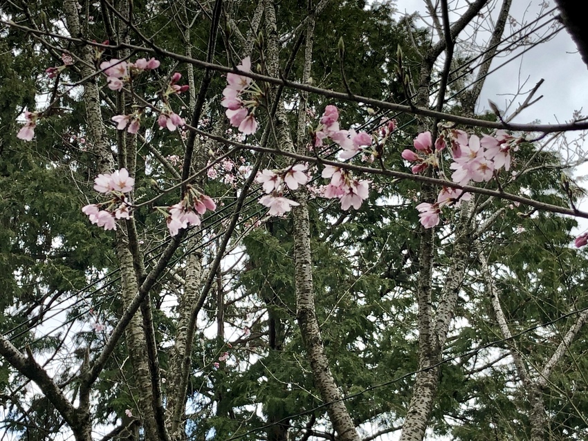 根尾谷の淡墨桜が咲いていました...
