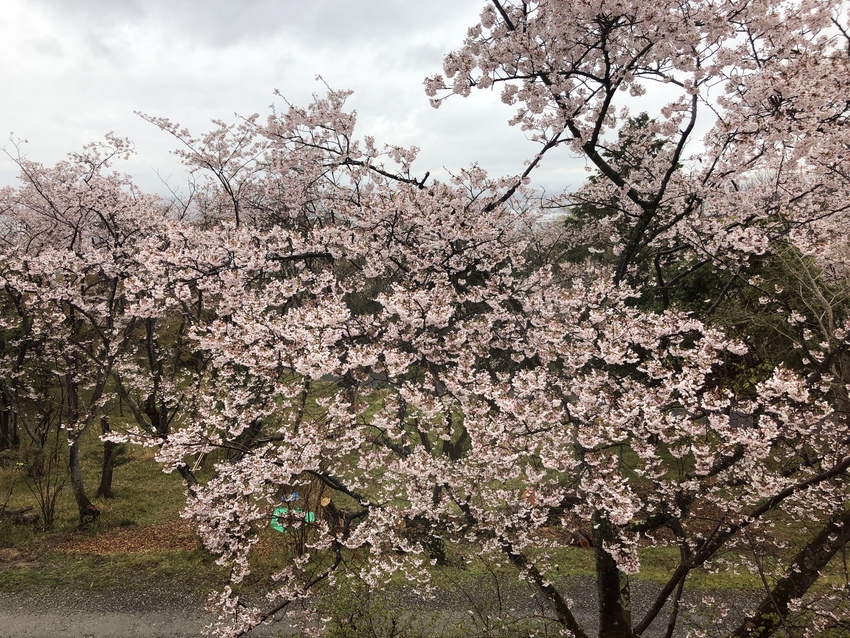 あいにくの冷たい雨でしたが、頑...