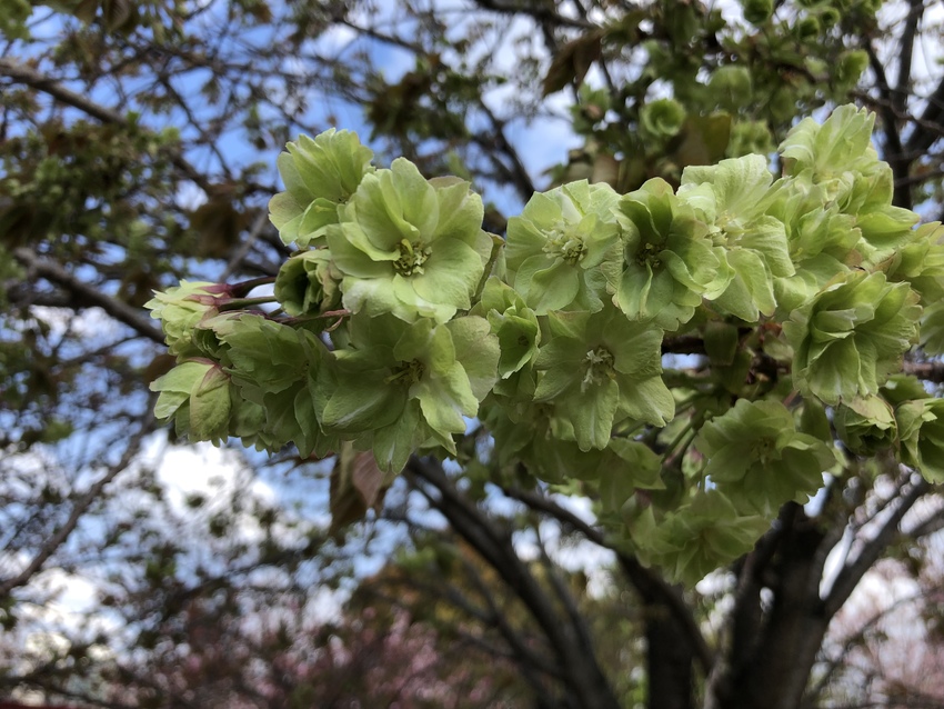 緑色の桜