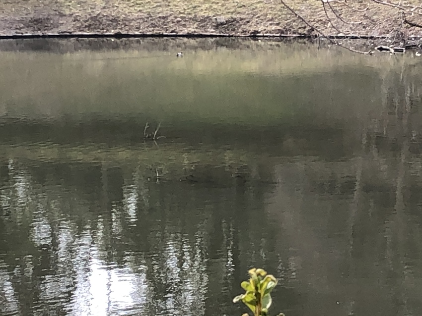池の端を泳いでいるヒドリガモ