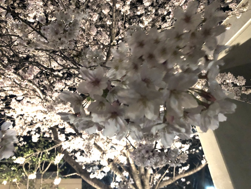 夜桜見物　4/2/2022