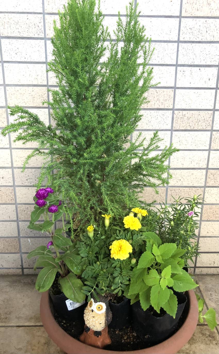黄色いお花はやっぱりマリーゴー...