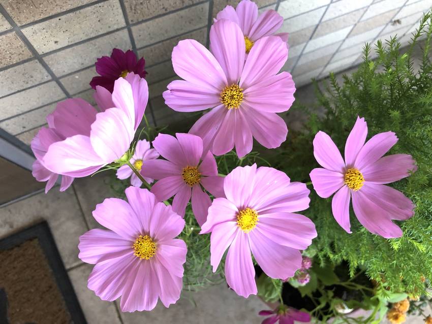 やっぱりコスモス❣️ 10/1...