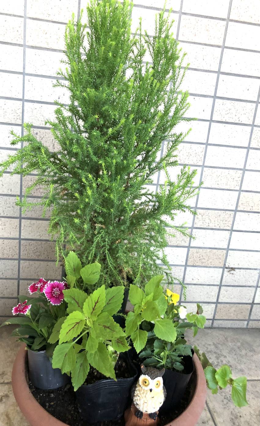 玄関のお花　10/18/202...