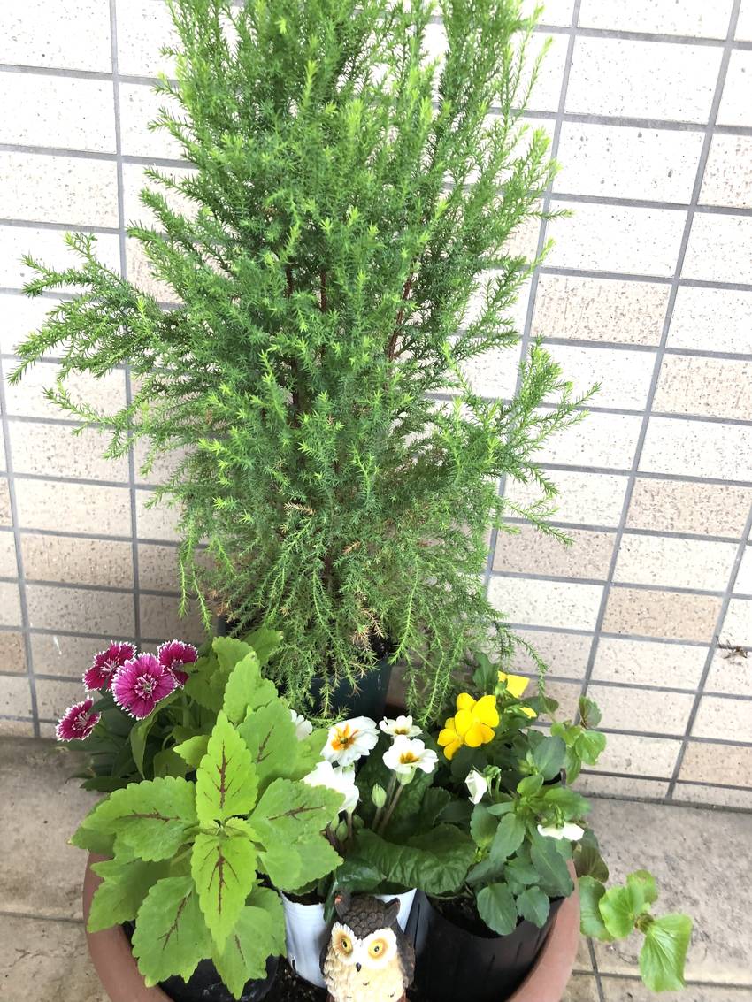やっぱり一鉢足しました(^^;...