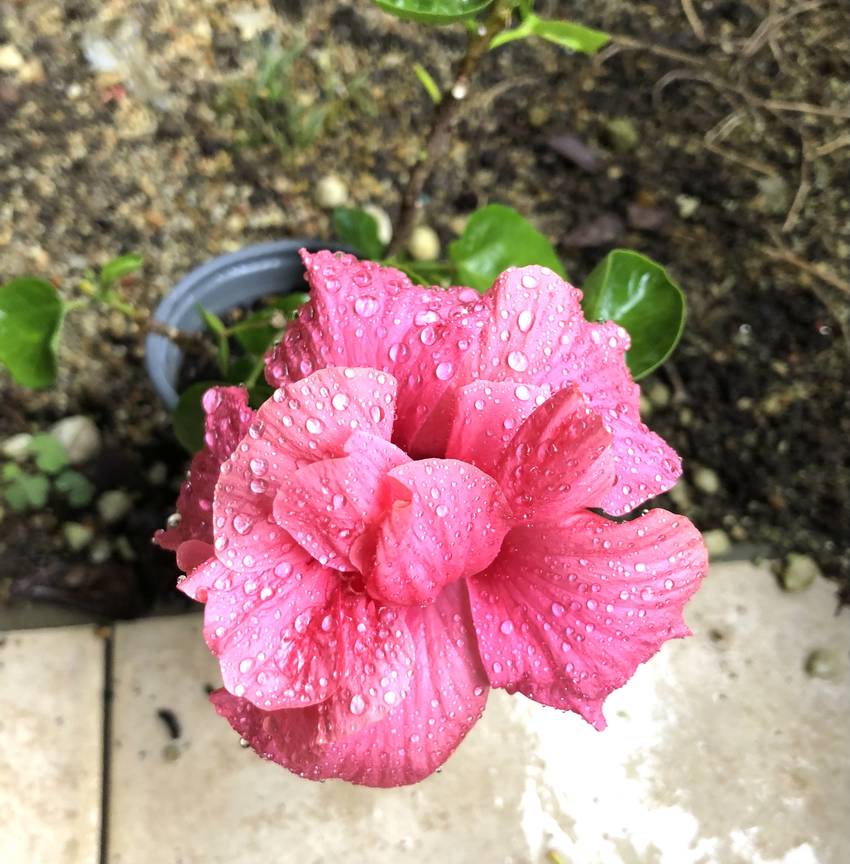 最後の八重咲ハイビスカス🌺　1...