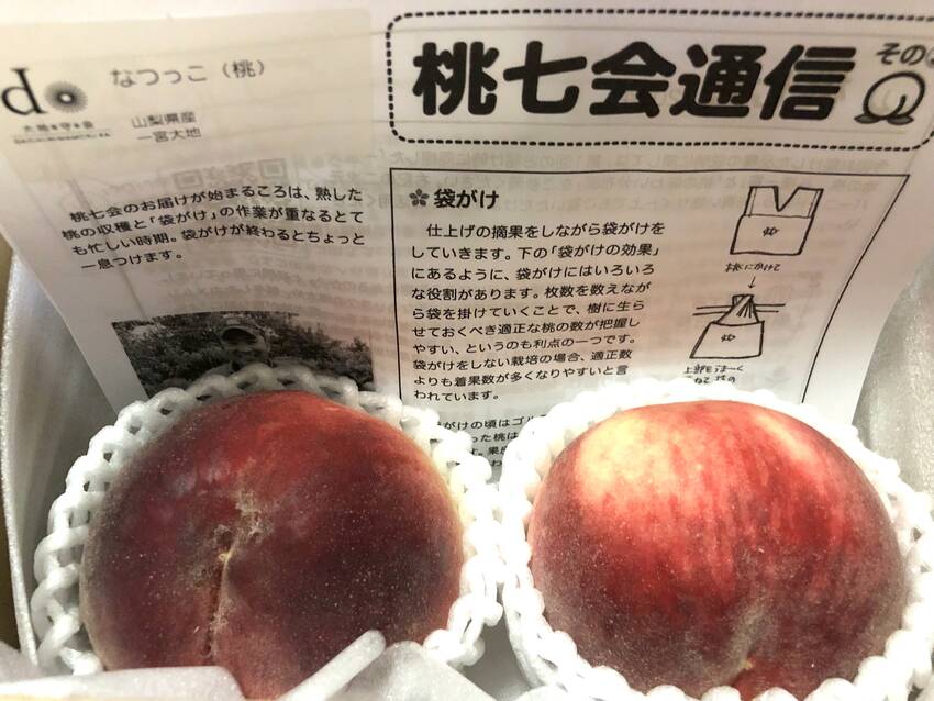 なつっこ　7/26/2024
