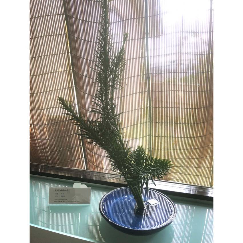 今日の生花　8/20/2024