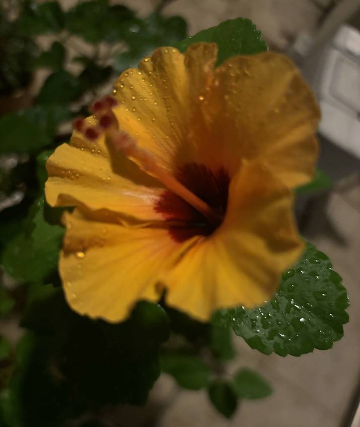 ハイビスカスが咲きました❣️ ...