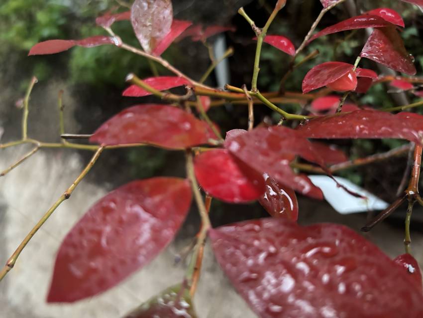 ブルーベリーの紅葉　11/14...