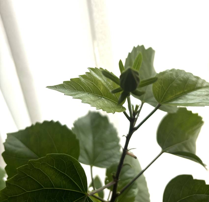 お隣のハイビスカス🌺の蕾