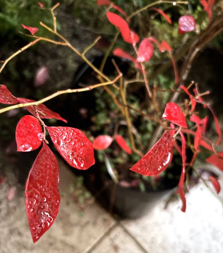 庭で紅葉を楽しむ　12/2/2...