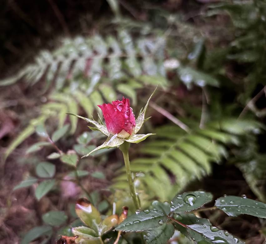 薔薇が咲いた❣️ 12/2/2...