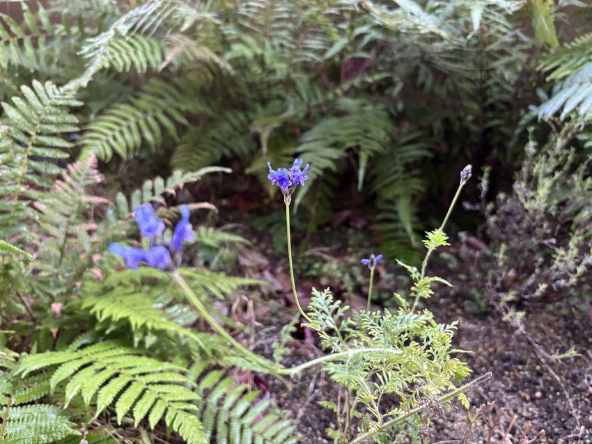ラベンダーが花盛り？　12/2...